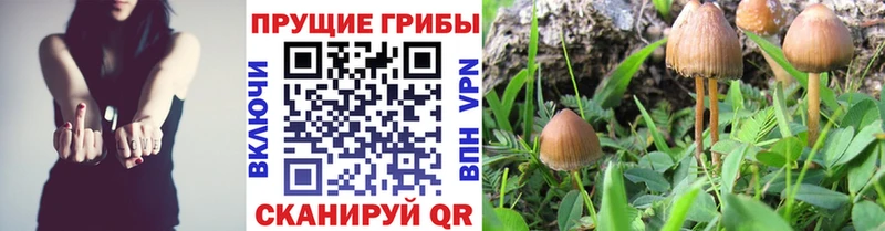 Псилоцибиновые грибы GOLDEN TEACHER  цена наркотик  Мелеуз 